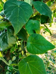 Obraz premium Cincau leaves, also known as green grass jelly leaves, used in traditional Southeast Asian drinks are growing in a home garden.