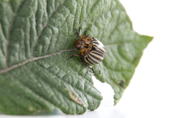 Colorado potato beetle eating potato leaves in cultivated field