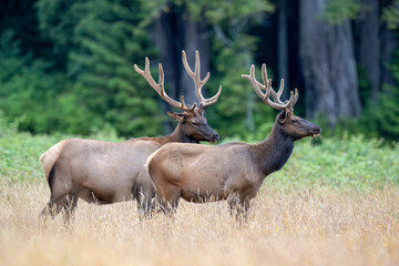 Roosevelt elk, the largest of the four North American elk subspecies, are found in California's coastal regions, particularly in the northern part of the state, including areas within Redwood National