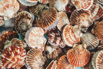background with scallops. Seashells on the seafood market in Asia closeup