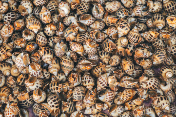 background with snails. Edible snails at seafood market in Asia