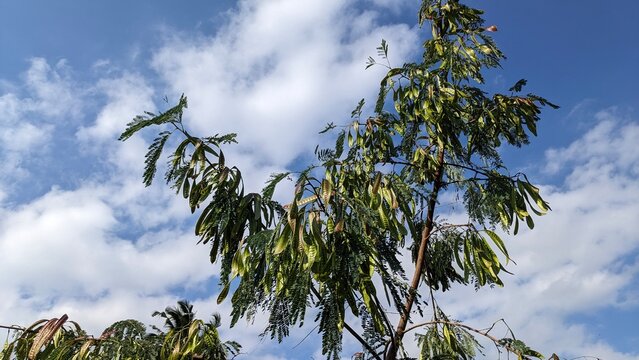 Lush green leaves of a leadtree, white popinac, horse tamarind, ipil-ipil, koa haole, or tan-tan tree with the long green seed pods hanging down