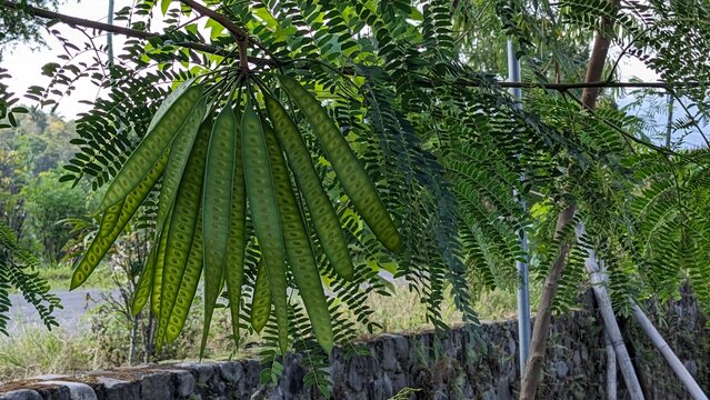Lush green leaves of a leadtree, white popinac, horse tamarind, ipil-ipil, koa haole, or tan-tan tree with the long green seed pods hanging down