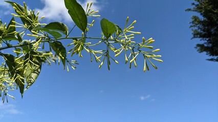 Close-up of a branch with pale yellow flowers and lush green leaves against a clear blue sky.