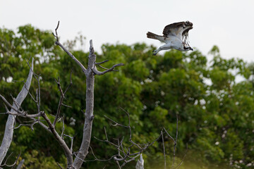 Osprey