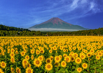 花の都公園から富士山とひまわり