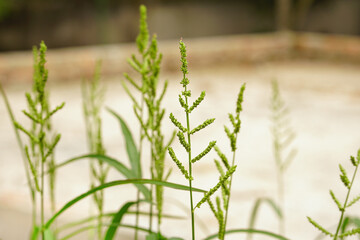 Echinochloa colona grass flower 