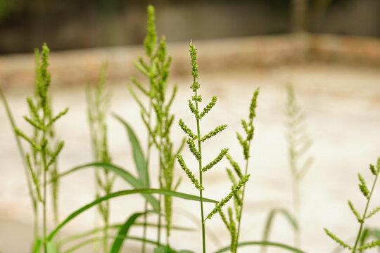Echinochloa colona grass flower 
