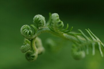 young fern leaf