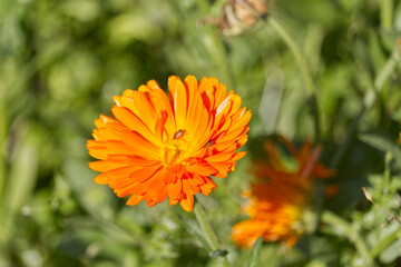 Orange Flower in the Garden