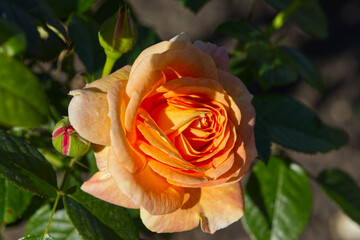 Orange Rose in Garden