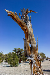Bristlecone pines showing ecosystem stress responses in high‑elevation arid conditions