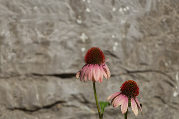 Pink Cone Flowers against a Concrete Wall
