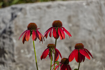 Red Cone Flowers against a Concrete Wall