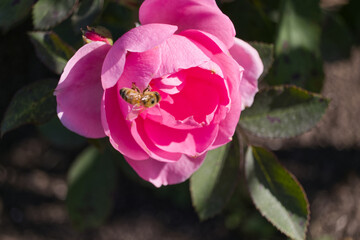 Pink Rose Flower with a Bee