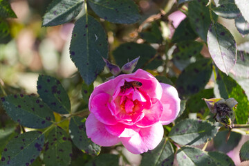 Pink Rose Flower with a Bee