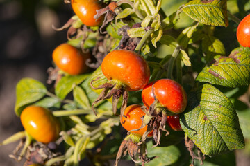 Rose hips in the Autumn