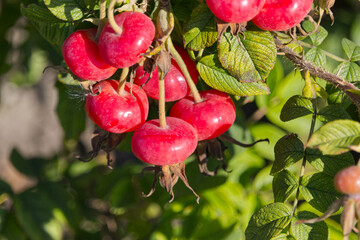 Rose hips in the Autumn