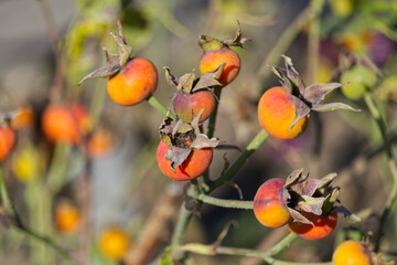 Rose hips in the Autumn