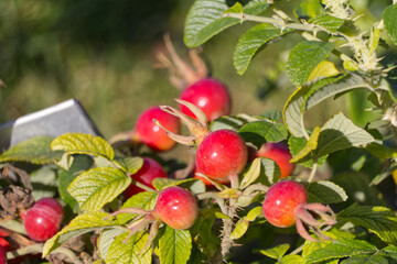 Rose hips in the Autumn