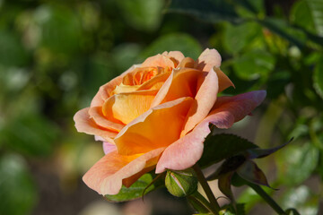 Orange Rose in the Garden