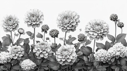 Elegant Monochrome Floral Border: A grayscale depiction of dahlias and hydrangeas in full bloom, creating a sophisticated and serene floral arrangement.
