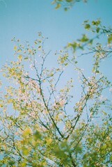 leaves and sky