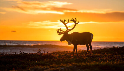 Reindeer Sunset Silhouette with Arctic Coast.