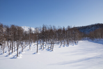 雪に覆われた青い池　美瑛町
