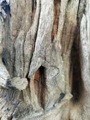 tree bark texture