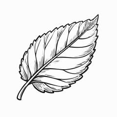 Obraz premium black and white lemon balm leaf with gentle curve and fine veins, floating line-art svg botanical icon, transparent background