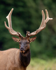 Roosevelt Elk (Cervus canadensis roosevelti), Prairie Creek Redwood State Park, California 