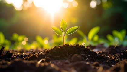 Sunrise Seedling Growth Nature.