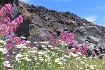 Volcanic lava and flowers on the slopes of Mount Etna, Italy, Sicily