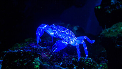 Glowing Blue Crab in Deep Ocean with Bioluminescent Light, Dark Marine Scene