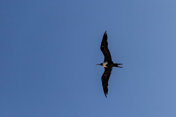 ave marina fragata tijereta al vuelo