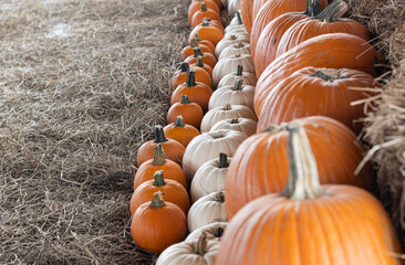 different size pumpkin patch with orange and white pumpkins lined up in a hay field