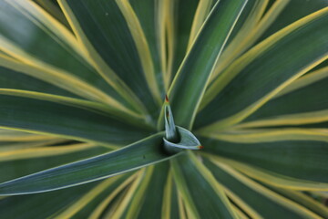 Agave variegata seen from above with attractive color patterns
