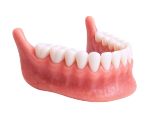 Realistic anatomical model of the human lower jaw with complete healthy teeth and gums, Isolated on Transparent and White Background