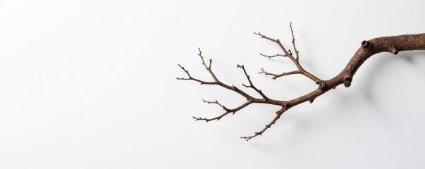 Fototapeta premium Dry and brittle tree branch against a white wall, branch, background, natural