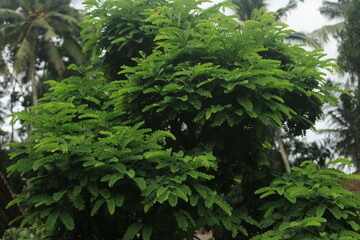 Tamarindus indica plants grow well with thick leaves as material for bosai or to make your yard garden greener