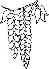 wisteria flower black outline vector and illustration, coloring book page