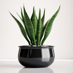 Minimalist Sansevieria Plant Decor in Ceramic Pot Studio Shot