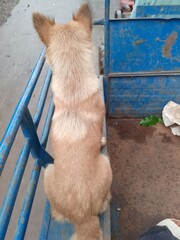The dog sits in the car to go to the farm in the countryside.