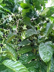 Image of a Robusta and Arabica coffee tree