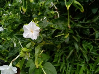 White flowers, beautiful white colors, have a floral aura.