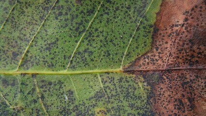 Detailed Close-Up of a Leaf Showing Signs of Disease or Damage, Illustrating Plant Pathology and...
