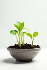 Sprouts and seedlings in a shallow container against white, , green