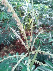 Picture of a corn plant pollinating to produce squash and berries for cooking.