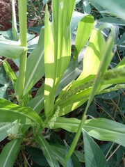Fototapeta premium Picture of corn pollen to produce rain seeds in the cob